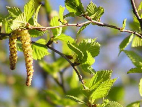 Сьогодні українці відзначатимуть Святу Трійцю