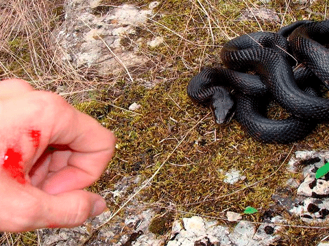 Обережно, змії!