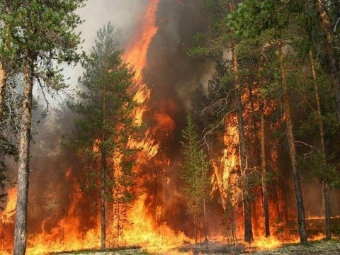 Лісові пожежі у Каліфорнії: є перша жертва
