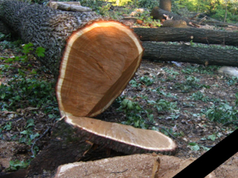 Одесити виступили проти забудови ділянки в природоохоронній зоні (аудіо)