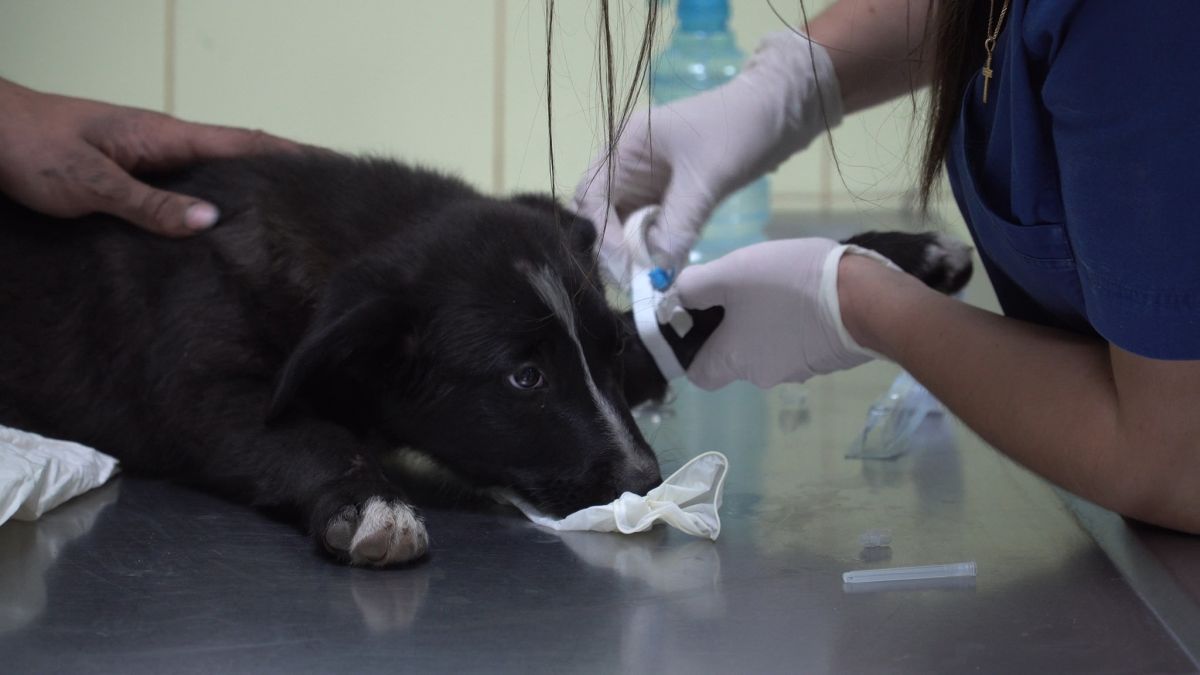 Коти, собаки і коні: як працює переливання крові у тварин?