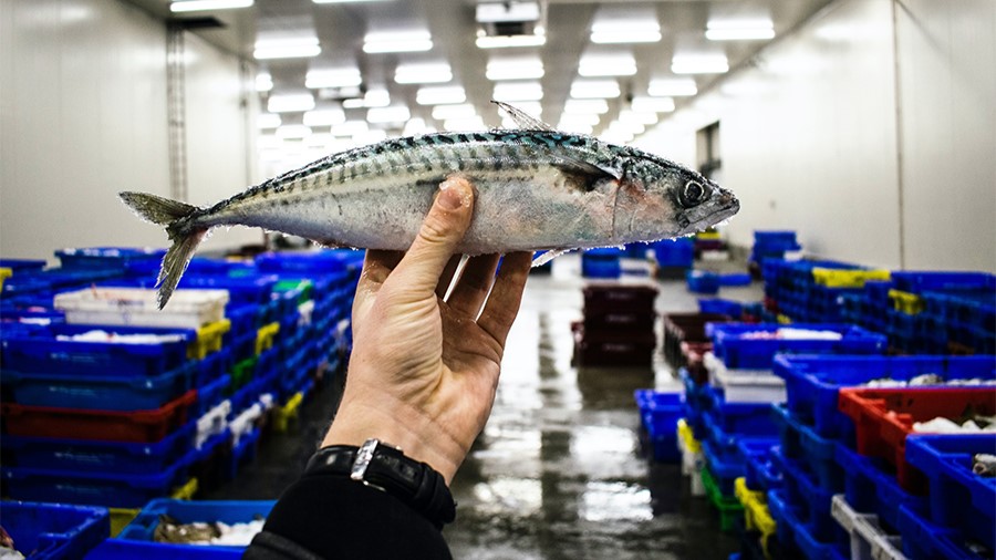 Українці отримують безпечний продукт. Експерт про рибу, її якість та ціну