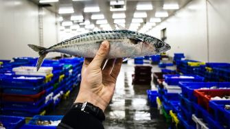 Українці отримують безпечний продукт. Експерт про рибу, її якість та ціну